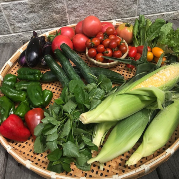 はじめ農園で収穫した季節の野菜